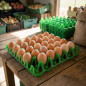 5 x Plastic tray with capacity to store 30 eggs, 30x30x5 cm