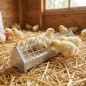 Metal chick feeder 50 cm | Narrow grid | Feeding channel | Ideal for first-stage chicks | Multiple access | Poultry use