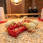 Plastic chick feeder 80 cm | Narrow grid | 1st stage | Trough | Multiple access | Anti-perching | Prevents waste