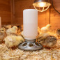 Chick sheet feeder 0.6 Kg, 15x24cm Chick sheet feeder 0.6 Kg, 15x24cm