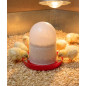 Mangeoire pour poussins 1er âge 1,5 kg sans pattes, 19x20 cm, rouge