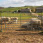Galvanized Agricultural Fence 2x1 m | Panel for Corrals | Portable Fence for Lambs and Farm Animals