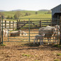 Galvanized Agricultural Fence 2x1 m | Panel for Corrals | Portable Fence for Lambs and Farm Animals