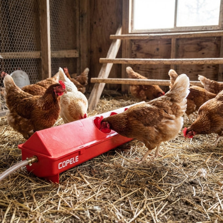 Bebedouro automático para frango 50 cm, Medidas 51x12x12 cm