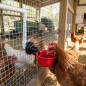 Pack de 4 bebederos automáticos | Gallinas | Patos | Gansos | Pavos | Palomas | Fijación a malla resistente