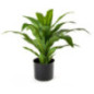 Dracena artificiale da 65 cm con vaso | Piante in plastica per la decorazione di giardini interni ed esterni