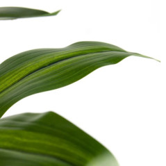 Dracena artificiale da 65 cm con vaso | Piante in plastica per la decorazione di giardini interni ed esterni