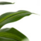 Planta Artificial Dracena 100 cm con Macetero | Plantas de Plastico para Decoracion de Jardin Interior y Exterior
