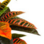 Planta Artificial Croton 77 cm con Macetero | Plantas de Plastico para Decoracion de Jardin Interior y Exterior