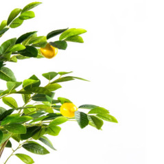 Artificial Lemon Tree Plant 150 cm with Pot | Plastic Plants for Indoor and Outdoor Garden Decoration