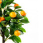 Künstlicher Orangenbaum, 120 cm, mit Blumentopf | Kunststoffpflanze für die Gartendekoration im Innen- und Außenbereich