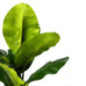 Bananier artificiel de 86 cm avec pot | Plantes en plastique pour la décoration intérieure et extérieure
