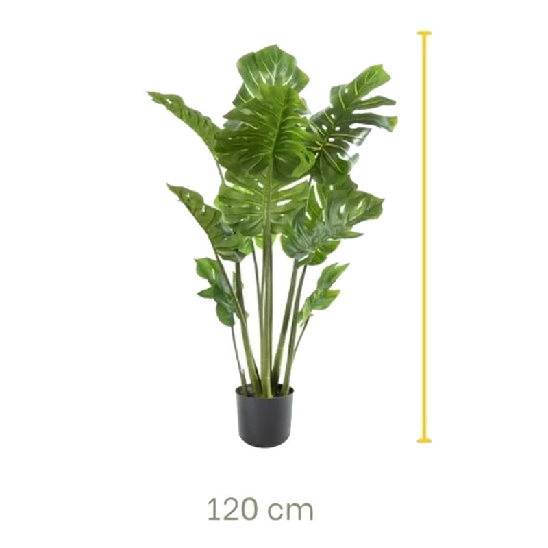 philodendron fibraecataphyllum Philodendron Fibraecataphyllum