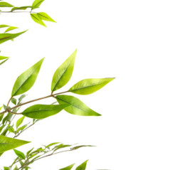 Eucalyptus artificiel de 190 cm avec pot | Plantes en plastique pour la décoration intérieure et extérieure