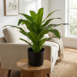 Artificial Dracaena Plant 65cm with Pot | Plastic Plants for Indoor and Outdoor Garden Decoration