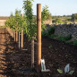 Tuteur pour arbre 200 cm Ø 10 cm | Tuteur sans pointe | Poteau pour clôtures, jardin et plantes | Poteau en bois Tuteur pour arbre 200 cm Ø 10 cm | Tuteur sans pointe | Poteau pour clôtures, jardin et plantes | Poteau en bois