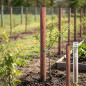 Tuteur pour arbre 200 cm Ø 10 cm | Tuteur sans pointe | Poteau pour clôtures, jardin et plantes | Poteau en bois Tuteur pour arbre 200 cm Ø 10 cm | Tuteur sans pointe | Poteau pour clôtures, jardin et plantes | Poteau en bois