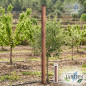 Tuteur pour arbre 200 cm Ø 10 cm | Tuteur sans pointe | Poteau pour clôtures, jardin et plantes | Poteau en bois Tuteur pour arbre 200 cm Ø 10 cm | Tuteur sans pointe | Poteau pour clôtures, jardin et plantes | Poteau en bois