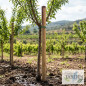 Pack 5 Estacas para Arboles 150 cm Ø 10 cm | Tutores sin Punta de Madera | Postes para Vallas, Jardin, Pergolas y Plantas
