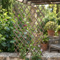 Treliça de madeira 50x150 cm | Treliça de vime | Treliça para interior/exterior | Treliça extensível | Treliça decorativa Treliça de madeira 50x150 cm | Treliça de vime | Treliça para interior/exterior | Treliça extensível | Treliça decorativa