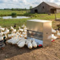 Mangeoire à trémie SAFE-FEED pour canards 30 kg 50 L | 50 x 42 x 50 cm | Aliments pour animaux de ferme | Usage extérieur