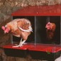 Volaille Pondoir galvanisée intérieur, Pondoir pour Poules 2 Compartiments, idéal 8/9 Poules, Nichoir pour Poules 52x45x48 cm Volaille Pondoir galvanisée intérieur, Pondoir pour Poules 2 Compartiments, idéal 8/9 Poules, Nichoir pour Poules 52x45x48 cm