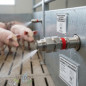 Abbeveratoio automatico per suini, acciaio inox, 4x4x2 cm | Alta pressione dell'acqua | Abbeveratoio per suini
