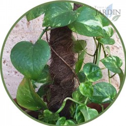 Lot de 24 Piquet Tuteurs en Mousse de Coco de 80 cm Ø 32 mm | Utilisé en agriculture, plantations et floriculture