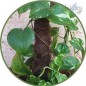 Lot de 24 Piquet Tuteurs en Mousse de Coco de 120 cm Ø 42 mm | Utilisé en agriculture, plantations et floriculture Lot de 24 Piquet Tuteurs en Mousse de Coco de 120 cm Ø 42 mm | Utilisé en agriculture, plantations et floriculture