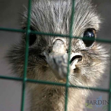 Rete metallica verde, sezione quadrata da 19 mm. Recinzione rivestita in plastica, 1 x 5 metri.