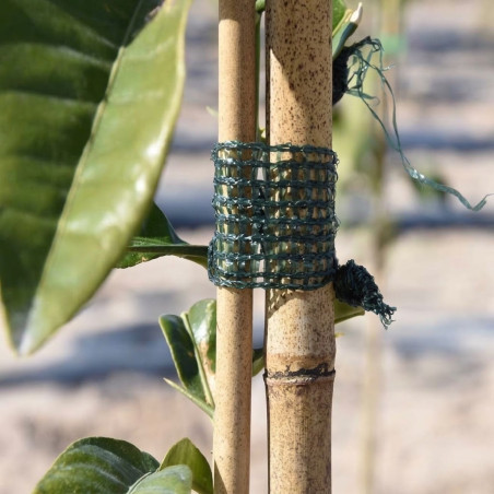 Fascetta in rafia verde 3 cm x 50 m | Nastro per legare piante e sostenere steli | Ideale per giardinaggio e orti