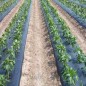 Film in Polietilene Microforato 1,4 x 10 m, previene le Erbacce e Favorisce la Crescita delle Piante