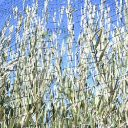 Rede antipássaros preta, 2x100 m, quadrados de 16 mm, proteção eficaz contra pássaros em pomares e jardins