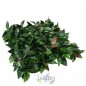 Liptus Vertical Garden 100 x 100 cm Liptus Vertical Garden 100 x 100 cm