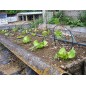 Lot de 250 piquets d'irrigation goutte à goutte incurvés | Piquets microtubes de 15 cm, débit de 2,6 litres/heure | Piquets pour Lot de 250 piquets d'irrigation goutte à goutte incurvés | Piquets microtubes de 15 cm, débit de 2,6 litres/heure | Piquets pour