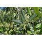 Engrais 200Kg Super Olivo Nitrofoska 20-5-10+MG+S+Fe+Zn, olives recommandés