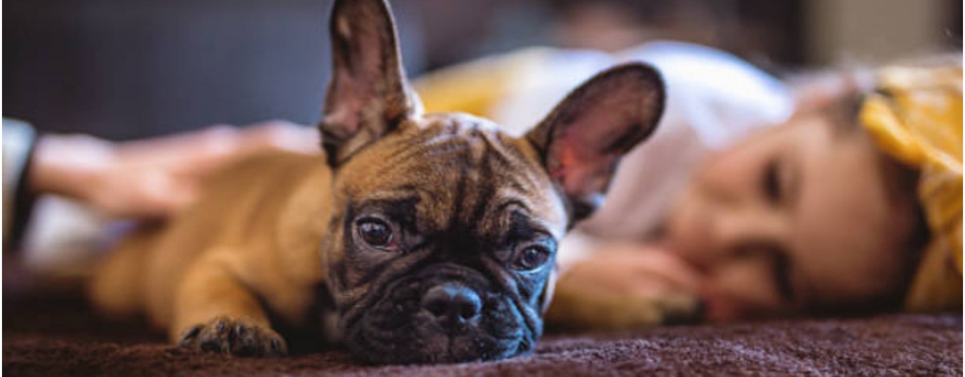 Letto per cani Tappetino per cani all'aperto Posto per dormire