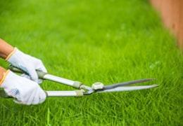 What can I do so that my lawn does not spoil in summer?