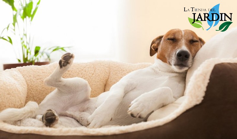 Let's talk about animals, let's talk about our pets, what worries us and how we can help them. High quality products to make the life of your animals better. www.latiendadeljardin.com